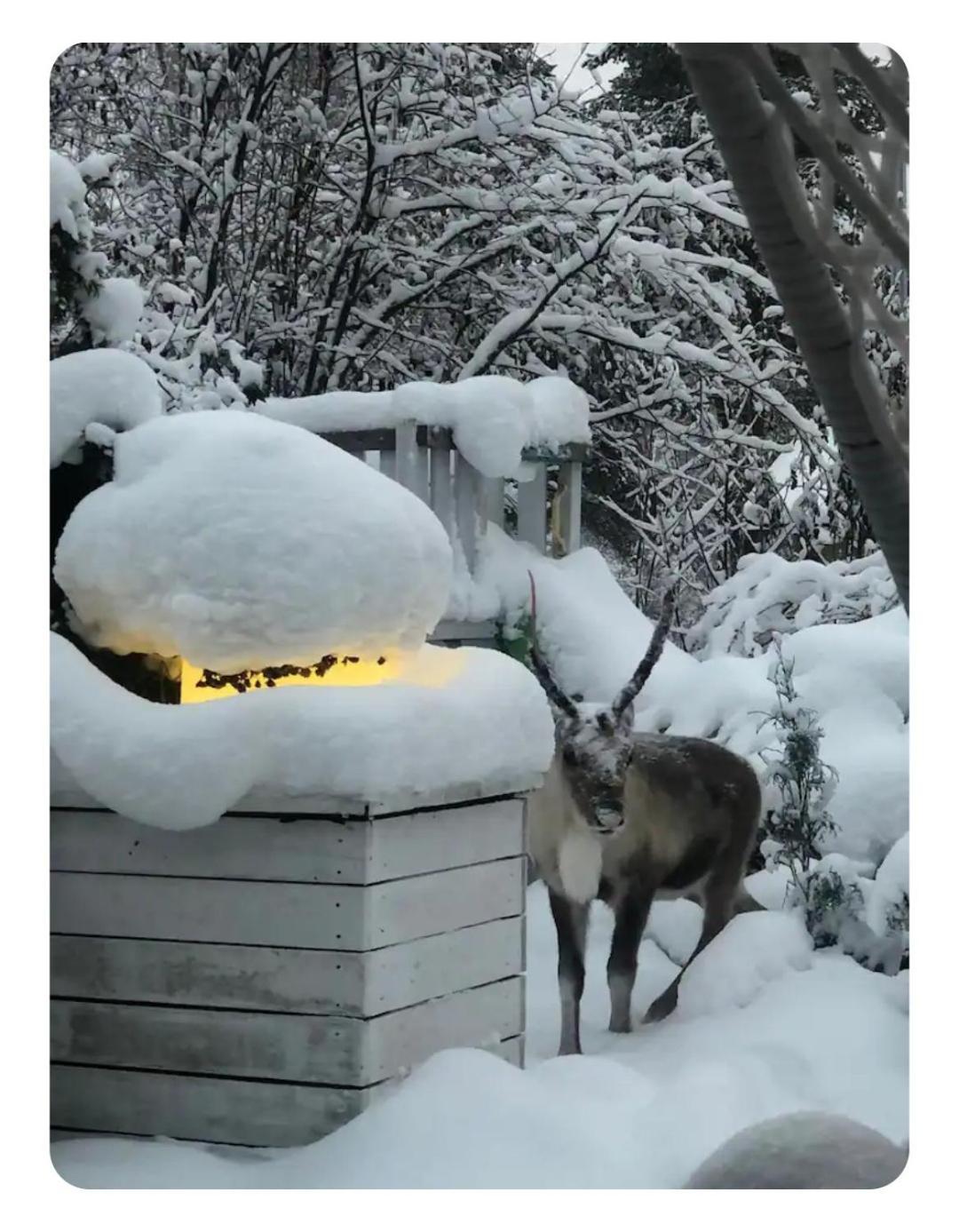 Snowcrystal Home With Jacuzzi And Sauna روفانييمي المظهر الخارجي الصورة